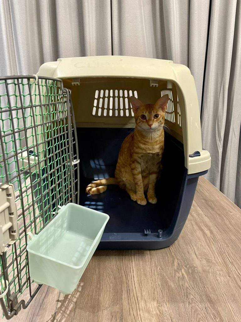 Cat in travel crate